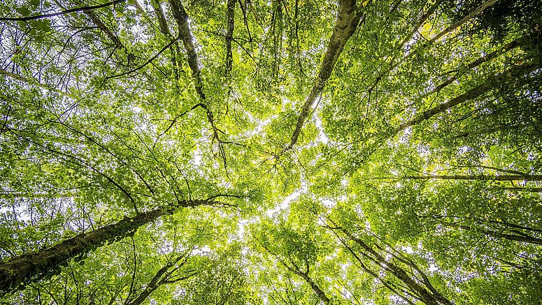 Vogelblick in die Höhe im Wald