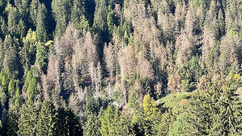 Der Borkenkäfer macht den Wäldern in der Euregio und darüber hinaus zu schaffen, den politisch und forstlich Verantwortlichen treibt er Sorgenfalten ins Gesicht. Beim Walddialog wurde vom österreichischen Minister, dem Tiroler und Südtiroler Landesrat und dem Trentiner Landesforstdirektor eine gemeinsame Erklärung unterzeichnet und die Absicht besiegelt, gemeinsame Strategien zu entwickeln. 