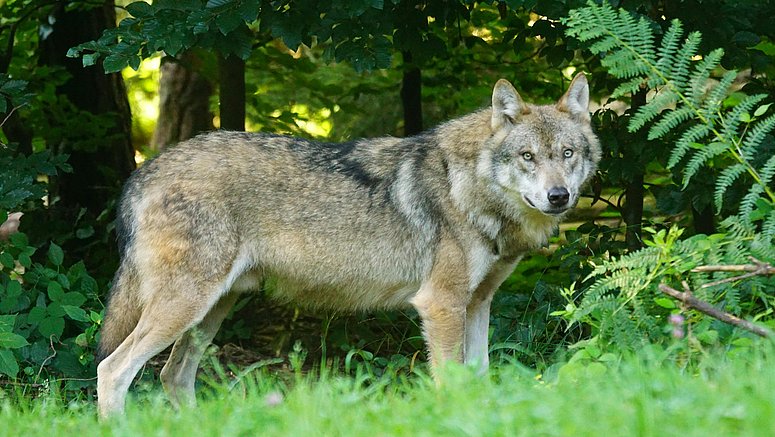 Lupo marrone sull’erba verde 