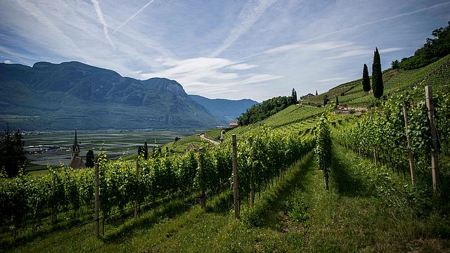 Weinstöcke auf einem Feld in Südtirol.