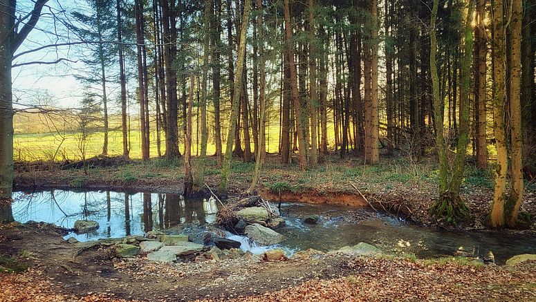 Eine natürliche Landschaft, die aus einem Wald und einem Bach besteht.