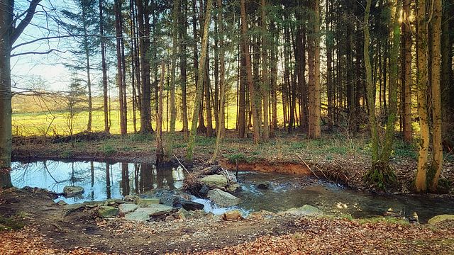 Un paesaggio naturale composto da una foresta e un ruscello.